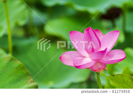 Chusonji Lotus in Atsukashi Chitose Park, Kunimi Town, Fukushima Prefecture 81273958