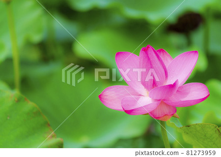 Chusonji Lotus in Atsukashi Chitose Park, Kunimi Town, Fukushima Prefecture Chusonji Lotus in Atsukashi Chitose Park, Kunimi Town, Fukushima Prefecture 81273959