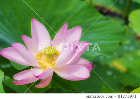 Chusonji Lotus in Atsukashi Chitose Park, Kunimi Town, Fukushima Prefecture 81273971