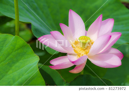 福島縣國見町敦賀千歲公園中尊寺蓮花 福島縣國見町敦賀千歲公園中尊寺蓮花 81273972