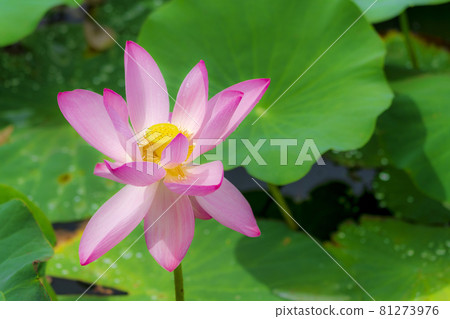 福島縣國見町敦賀千歲公園中尊寺蓮花 81273976