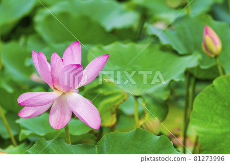 Chusonji Lotus in Atsukashi Chitose Park, Kunimi Town, Fukushima Prefecture 81273996