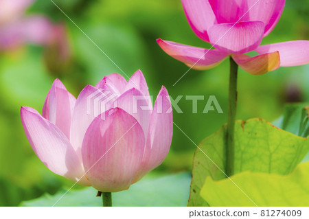 Chusonji Lotus in Atsukashi Chitose Park, Kunimi Town, Fukushima Prefecture 81274009