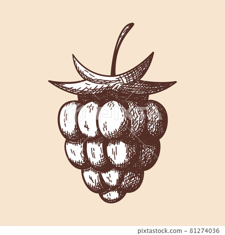 Icon Of Raspberry 81274036