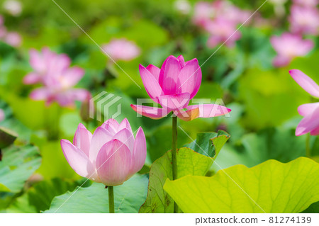 Chusonji Lotus in Atsukashi Chitose Park, Kunimi Town, Fukushima Prefecture Chusonji Lotus in Atsukashi Chitose Park, Kunimi Town, Fukushima Prefecture 81274139