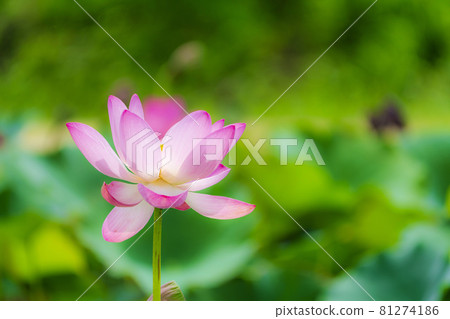 福島縣國見町敦賀千歲公園中尊寺蓮花 福島縣國見町敦賀千歲公園中尊寺蓮花 81274186