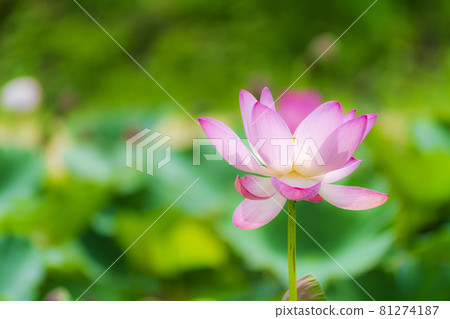 福島縣國見町敦賀千歲公園中尊寺蓮花 福島縣國見町敦賀千歲公園中尊寺蓮花 81274187
