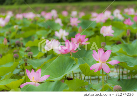 Chusonji Lotus in Atsukashi Chitose Park, Kunimi Town, Fukushima Prefecture 81274226