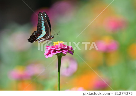 Aosujihaja and Zinia 81274375