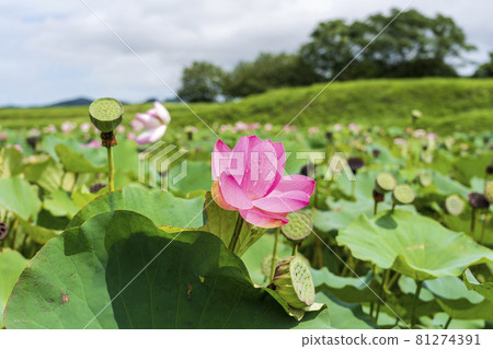 Chusonji Lotus in Atsukashi Chitose Park, Kunimi Town, Fukushima Prefecture 81274391