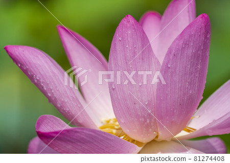 Chusonji Lotus in Atsukashi Chitose Park, Kunimi Town, Fukushima Prefecture 81274408