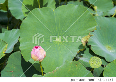 福島縣國見町敦賀千歲公園中尊寺蓮花 福島縣國見町敦賀千歲公園中尊寺蓮花 81274431