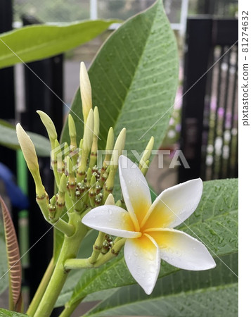 優雅甜美的雞蛋花 優雅甜美的雞蛋花 81274632