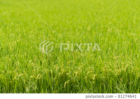 Rice in Kunimi Town, Fukushima Prefecture, where the ear of paddy fields began to grow during the heat of the summer 81274641