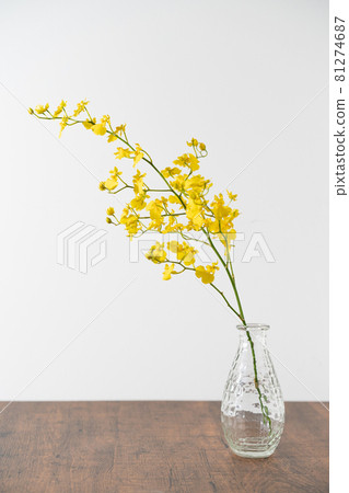 橙色 Jume 麻雀蘭花 ONKOS 蜂蜜天使黃色 橙色 Jume 麻雀蘭花 ONKOS 蜂蜜天使黃色 81274687