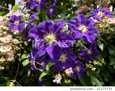 Clematis flower Clematis flower 81274742