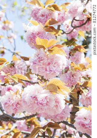 Double cherry blossoms 81274772