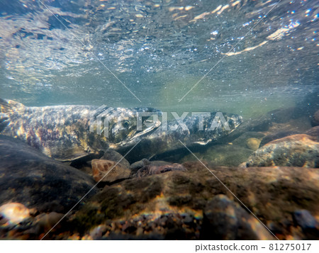 水下攝影三文魚攀登北海道增勢町河 81275017