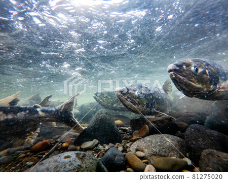 水下攝影三文魚攀登北海道增勢町河 81275020