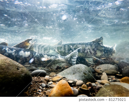 水下攝影三文魚攀登北海道增勢町河 81275021