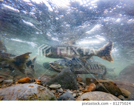 水下攝影三文魚攀登北海道增勢町河 81275024