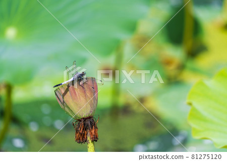 福島縣國見町敦賀千歲公園的中尊寺蓮花和鹽香龍波 福島縣國見町敦賀千歲公園的中尊寺蓮花和鹽香龍波 81275120