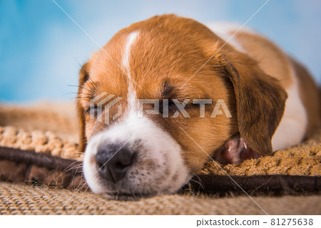 Jack Russell terrier puppy sleep sweetly on a soft bed 81275638