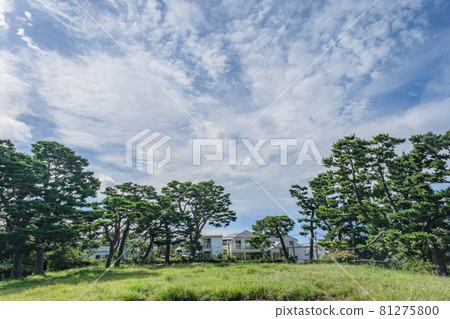 公園風景 松山松山公園松林和廣場,東京大田區 公園風景 松山松山公園松林和廣場,東京大田區 81275800