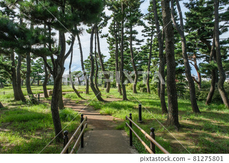 Park scenery Unoki Matsuyama Park pine forest Ota-ku, Tokyo Park scenery Unoki Matsuyama Park pine forest Ota-ku, Tokyo 81275801