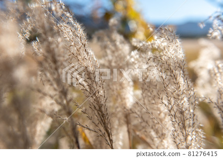 銀耳搖曳的忠原濕地之秋 81276415