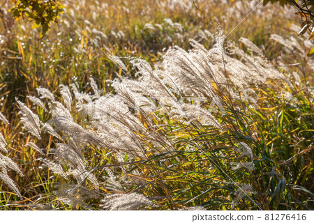 銀耳搖曳的忠原濕地之秋 81276416