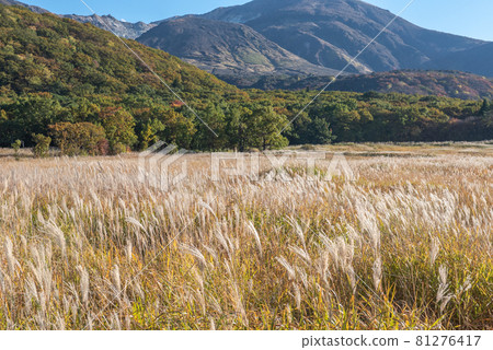 銀耳搖曳的忠原濕地之秋 81276417