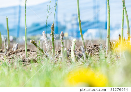 北海道北海道惠庭市的蘆筍田 北海道北海道惠庭市的蘆筍田 81276954