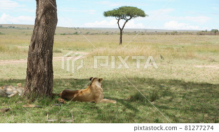Lion and Savannah in Masai Mara, Kenya 81277274