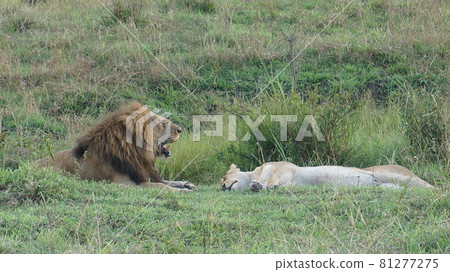Lion Honeymoon [Kenya Masai Mara National Reserve] 81277275