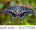 Swallowtail butterfly 81277288