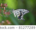 Swallowtail butterfly 81277289