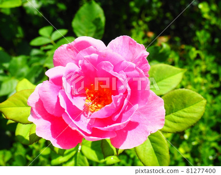 One beautiful rose flower 81277400