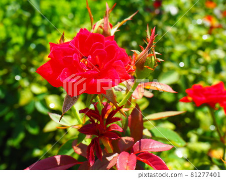One beautiful rose flower One beautiful rose flower 81277401