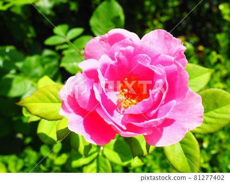 One beautiful rose flower One beautiful rose flower 81277402