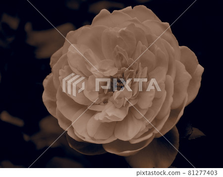 One beautiful rose flower One beautiful rose flower 81277403