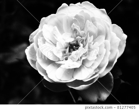 One beautiful rose flower One beautiful rose flower 81277405