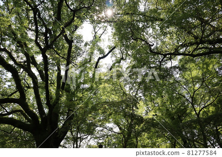 Sun and blue maple forest Sun and blue maple forest 81277584
