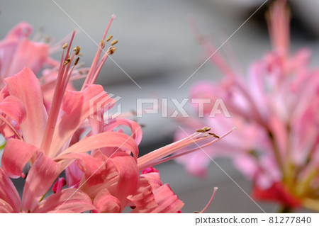 Diamond Lily Diamond Lily 81277840