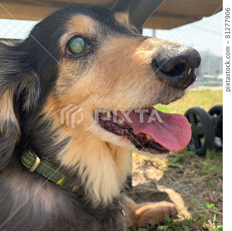 15 year old dachshund 81277906