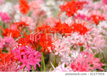 鑽石百合 81277958