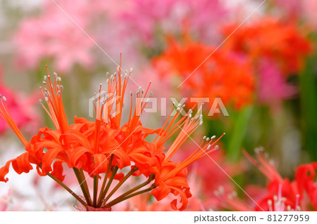 Diamond Lily Diamond Lily 81277959