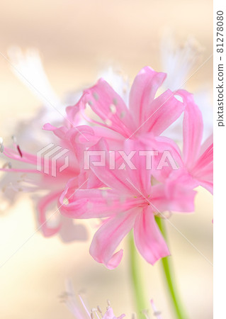 Diamond Lily Diamond Lily 81278080