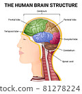 structure of the cerebrum, anatomical poster, the location of the brain in the head 81278224