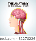 structure of the cerebrum, anatomical poster, the location of the brain in the head 81278226